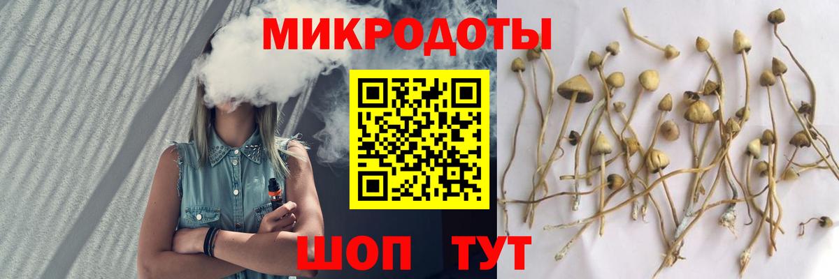 Псилоцибиновые грибы Psilocybe Киселёвск
